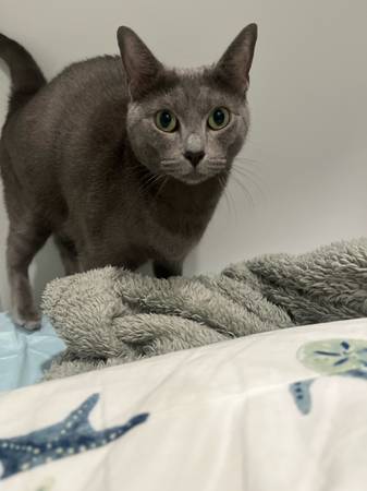 Lost Cat in Morrisville