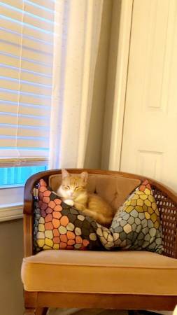 Lost Cat in Ortonville