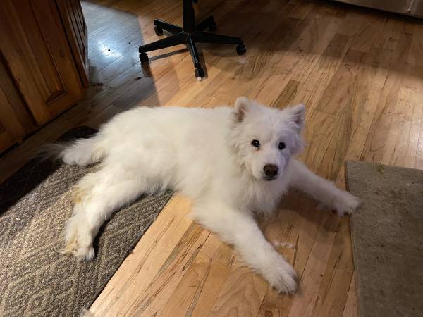 Lost dog
