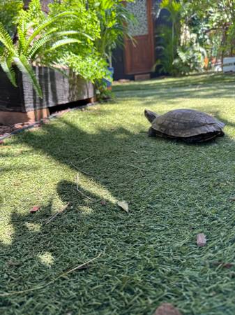 Found Pet in Maui