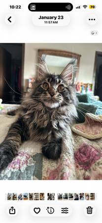 Lost Cat in Bennington