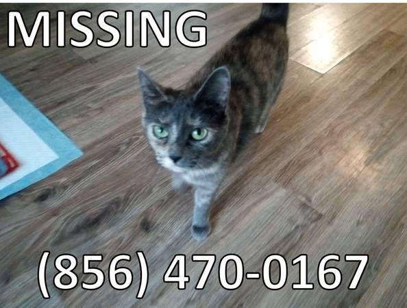 Lost cat