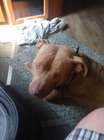 Found dog