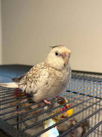 Lost Bird in Hopkinton