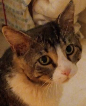 Lost Cat in Sherwood
