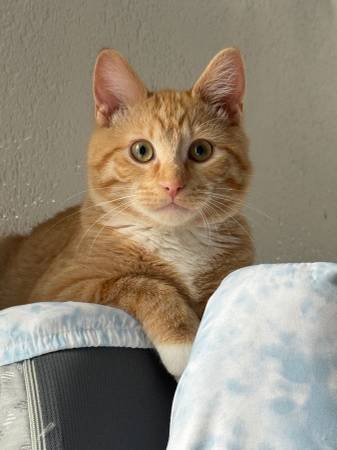 Lost cat