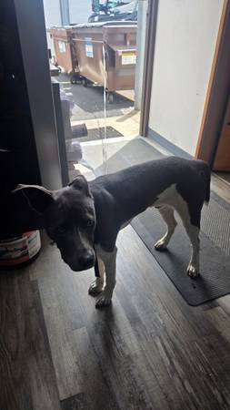 Found dog