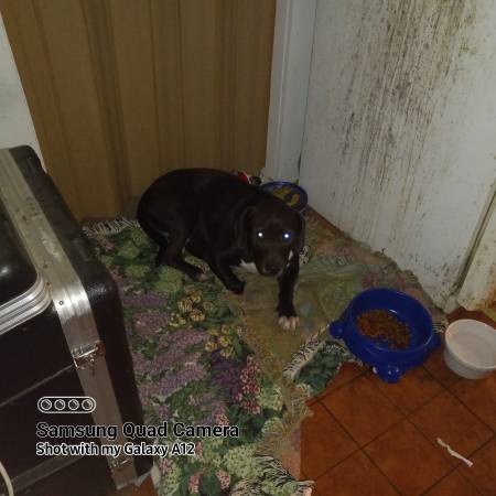 Found dog