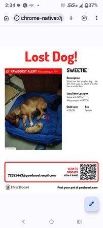 Lost dog