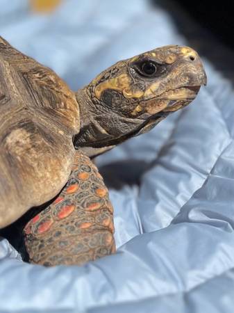 Lost Tortoise in Escondido