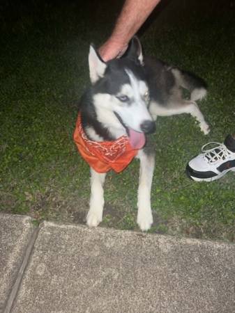 Found Dog in Pflugerville