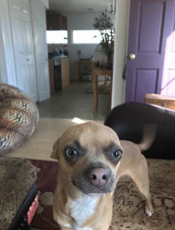 Lost dog