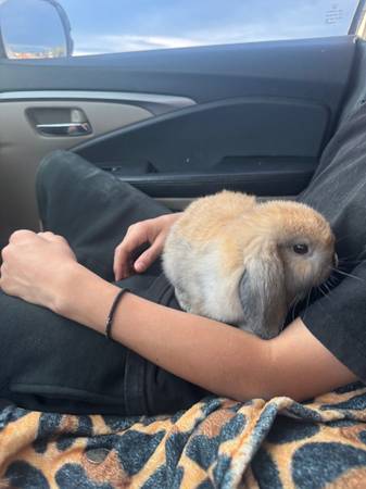 Lost Rabbit in Caldwell