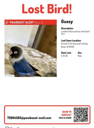 Lost bird