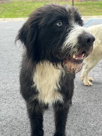 Found Dogs in Orangeburg
