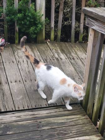 Found cat
