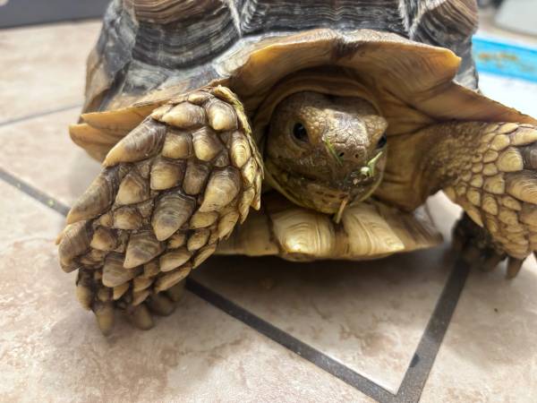 Lost Tortoise in Medford