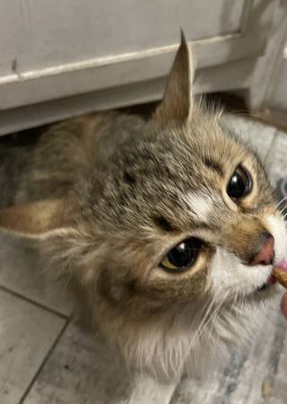 Found cat