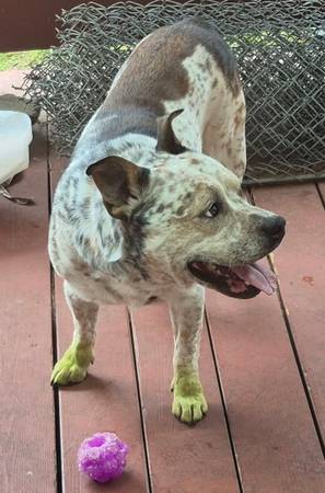 Lost dog