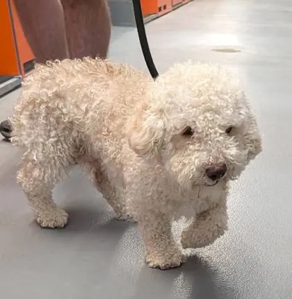Found dog