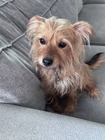 Lost Dog in Woodbridge