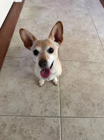 Found dog