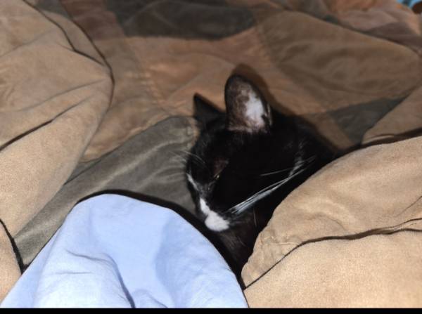 Lost Cat in Creedmoor