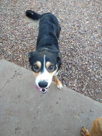 Found dog
