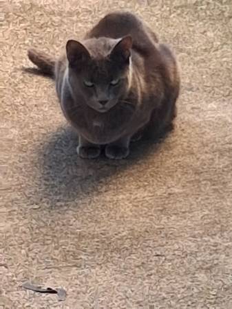 Found Cat in Estacada
