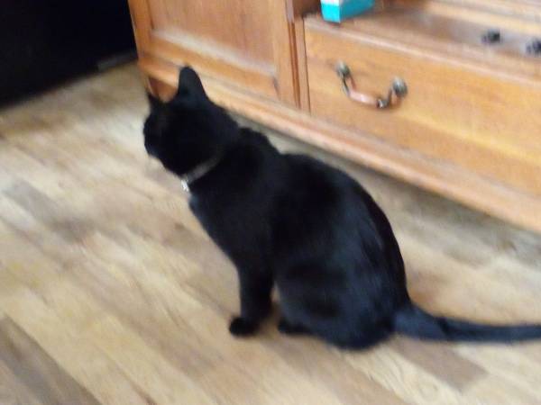 Lost cat