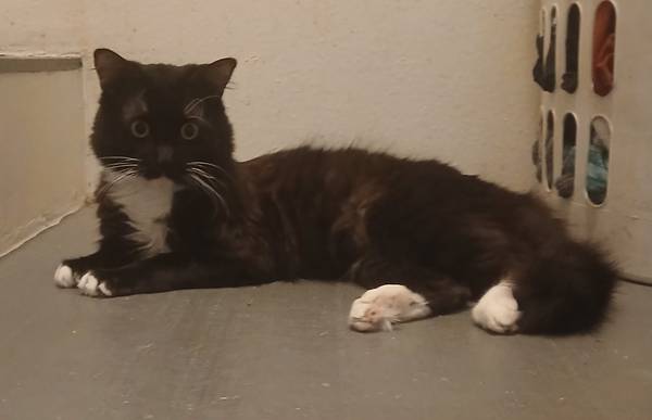 Lost cat