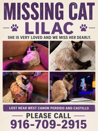 Lost Pet in Santa Barbara