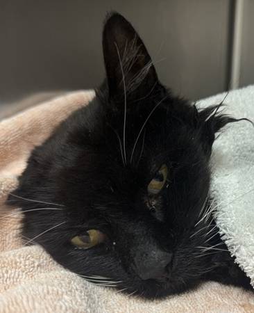 Found cat