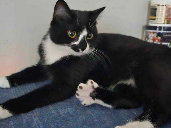 Lost Cat in Wilson