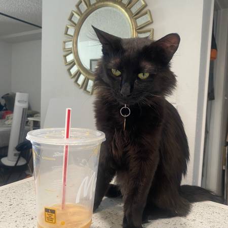 Lost cat