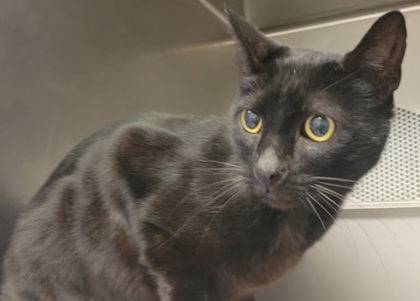 Found cat