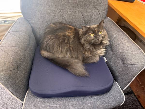 Lost cat