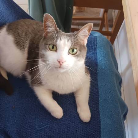 Lost cat