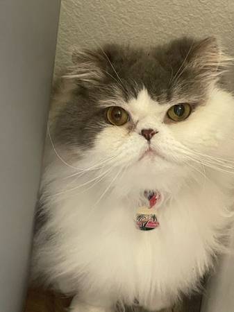 Lost cat