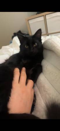 Lost cat
