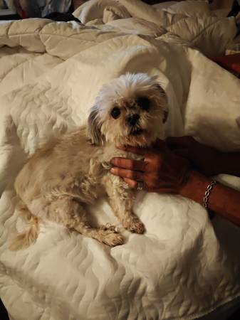 Found Dog in Tucson