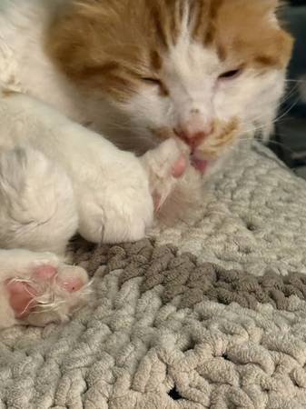 Lost Cat in Hagerman