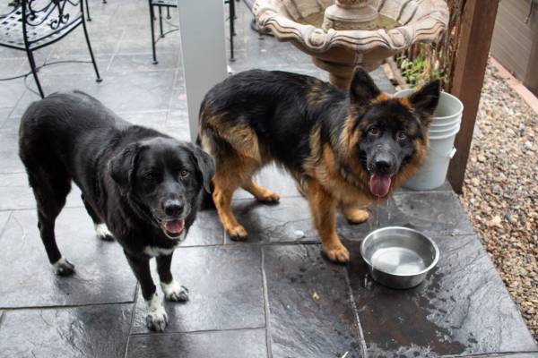 Lost dog