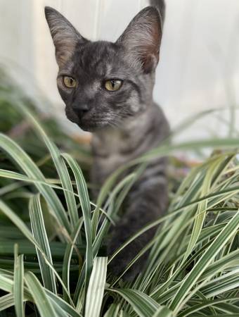Lost cat
