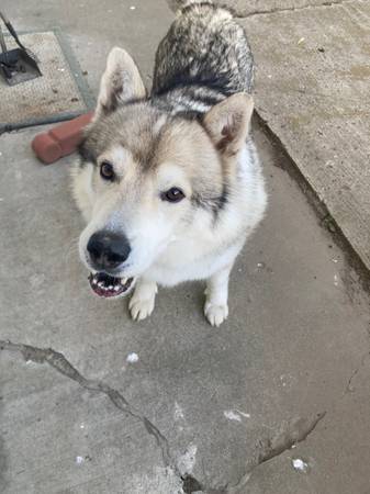 Found dog