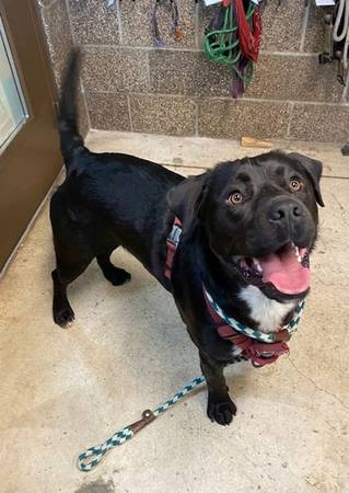 Found Dog in Eugene