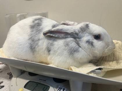 Found rabbit