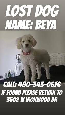 Lost dog