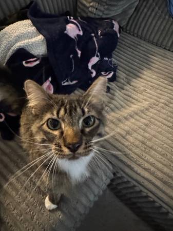 Lost Cat in Castle Rock