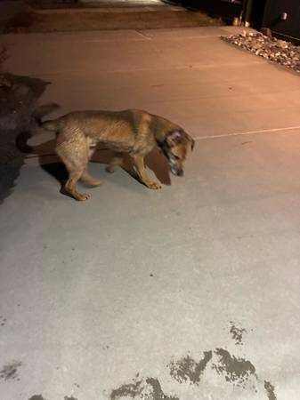Found dog
